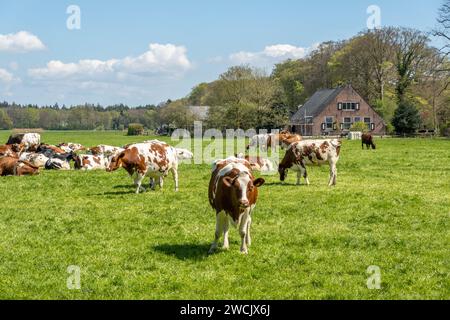 Herde von Rot-weiß- und Friesen-Holstein-Tagebuchkühen, die auf grüner Wiese im Polder zwischen’s Graveland und Hilversum, Niederlande, weiden Stockfoto