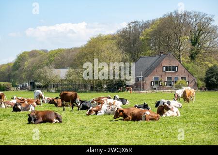 Herde von Rot-weiß- und Friesen-Holstein-Kühen, die auf der Wiese im Polder zwischen’s Graveland und Hilversum, Niederlande, wiederkäuen Stockfoto