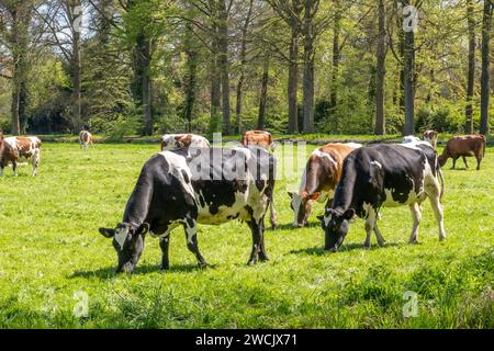 Herde friesischer Holstein- und rotweißer Tagebuchkühe, die auf grüner Wiese im Polder zwischen’s Graveland und Hilversum weiden Stockfoto