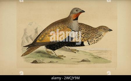 Eine Geschichte der Vögel Europas, nicht beobachtet auf den Britischen Inseln (1862) (14727687236). Stockfoto