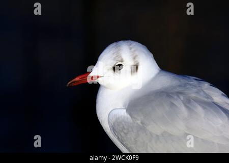 Schwarzkopfmöwe, Larus ridibundus, Wintergefieder, Cardiff Bay. Stockfoto