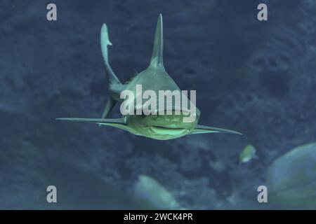 Silberspitzenhai schwimmen im Tiefseeaquarium. Stockfoto