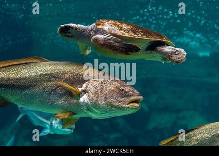 Blick auf Meeresschildkröten, die mit Fischen im Meeraquarium schwimmen. Stockfoto