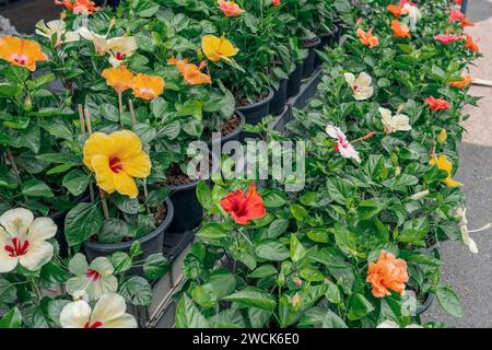 Hybrid-seltene Zuchtsträucher blühender Hibiskusblüten Stockfoto