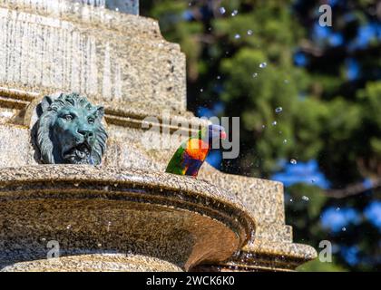 Rainbow Lorikeet spielt im Wasser des Lewis Wolfe Levy Fountain am Domain Gate in den Royal Botanic Gardens Sydney. Stockfoto