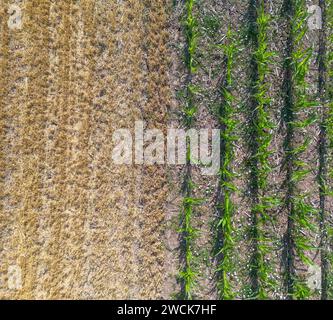 Getreide- und Maisfeld, reif, gelb und grün mit verschiedenen Strukturen von oben, Drohnenaufnahme Stockfoto