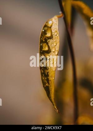 Eine Nahaufnahme von saftig grünen Blättern, die mit kristallklaren Wassertropfen glitzern Stockfoto