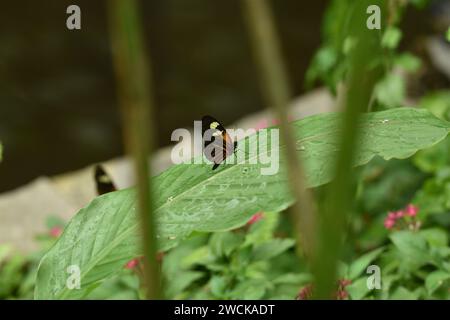 Makrofoto des Schmetterlings im Garten Stockfoto