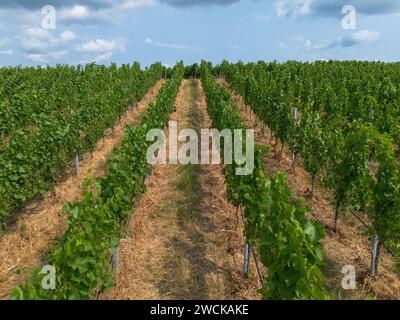 Rebfeld, grün mit Früchten mit verschiedenen Strukturen von oben, Drohnenschuss Stockfoto