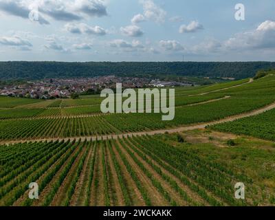 Rebfeld, grün mit Früchten mit verschiedenen Strukturen von oben, Drohnenschuss Stockfoto