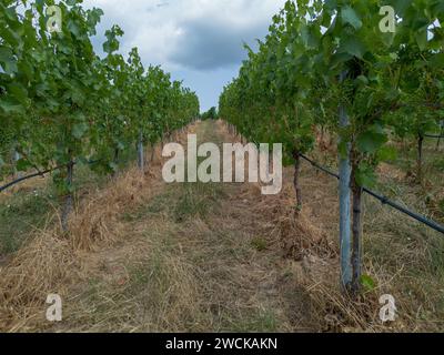 Rebfeld, grün mit Früchten mit verschiedenen Strukturen von oben, Drohnenschuss Stockfoto