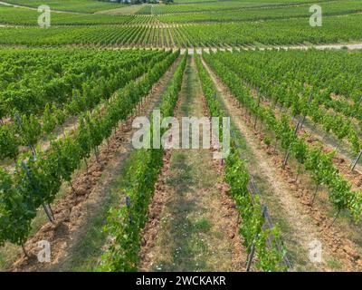 Rebfeld, grün mit Früchten mit verschiedenen Strukturen von oben, Drohnenschuss Stockfoto