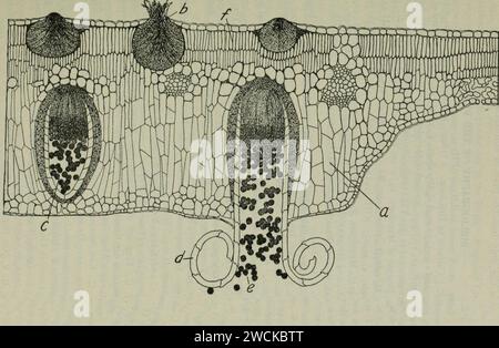 Ein Textbuch zur Mykologie und Pflanzenpathologie (1917), Abschrift (14765039922). Stockfoto