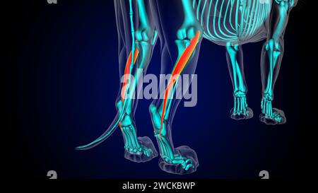 Peroneus brevis Muscle Lion Muscle Anatomie für medizinische Konzept 3D Illustration Stockfoto