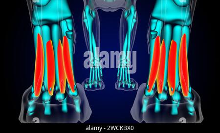 Interossei Muskel-Löwe-Muskelanatomie für medizinische Konzept-3D-Illustration Stockfoto