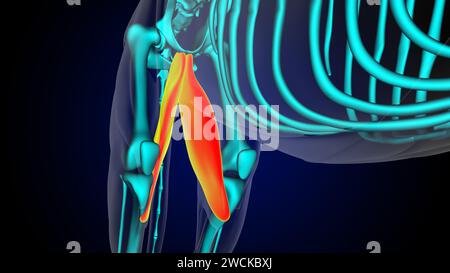 Gracilis Muscle Lion Muscle Anatomy for Medical Concept 3D Illustration Stockfoto