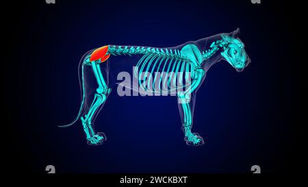 Muskel-Löwenmuskelanatomie des Gluteus medius für die medizinische 3D-Illustration des Konzepts Stockfoto