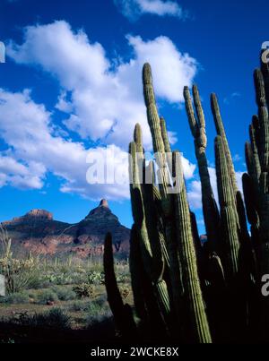 Montezuma's Head in Organ Pipe Cactus National Monument in Southern Arizona. Stockfoto