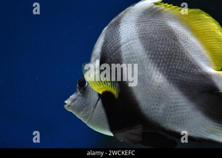 Scharfes Bild von Fischen im Aquarium Stockfoto