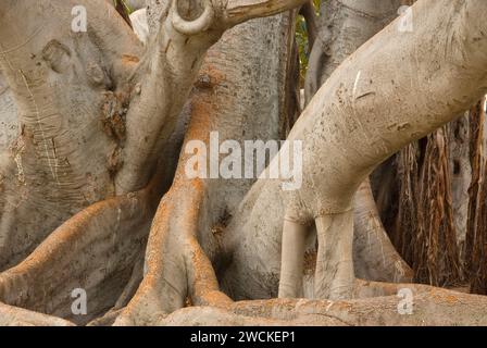 Moreton Bay Feigenbaum (Ficus macrophylla), Balboa Park, San Diego, Kalifornien Stockfoto