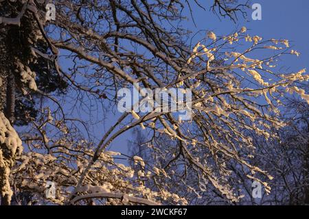 Atemberaubende Winterbilder aus einer wunderschönen Natur. Schnee auf den Bäumen vor einem wunderbaren Himmel sorgt für dieses fantastische Foto. Perfekt als Hintergrund Stockfoto