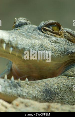 Afrikanisches schlankes Krokodil, San Diego Zoo, Balboa Park, San Diego, Kalifornien Stockfoto