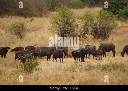 Büffelherde, afrikanische Wildnis Stockfoto