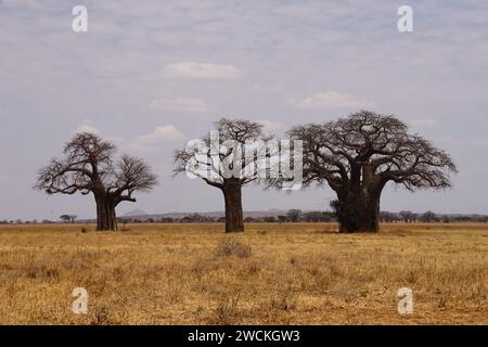 baobab-Bäume in Savanne, Himmel, Grasland Stockfoto