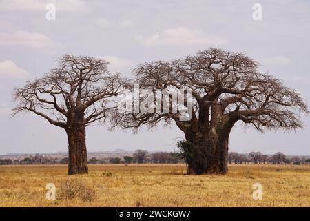 baobab-Bäume in Savanne, Himmel, Grasland Stockfoto