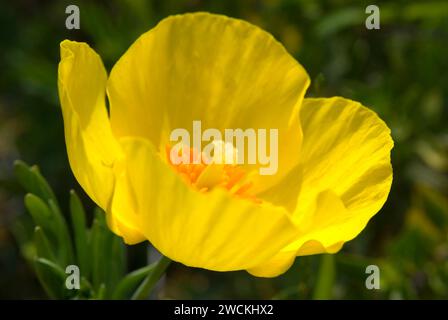 Mexikanischer Mohn (Hunnemannia fumariifolia), San Diego Botanic Garden, Kalifornien Stockfoto