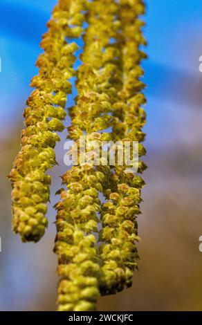 Makrodetailbild von männlichen Katzinen aus einem Haselbaum (Corylus avellana) gegen einen blauen Winterhimmel. Stockfoto