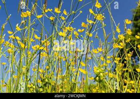 Niedriger Anblick auf Eine Devon-Blumenwiese im Frühsommer mit Wiesen-Schmetterlingen (Ranunkulus acris) und Gräsern. Stockfoto