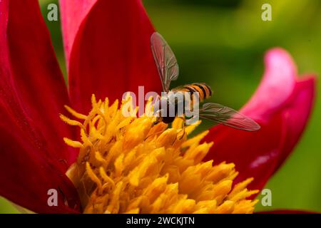 Nahaufnahme: Head-on-Detail einer bunten Schwebefliege (Syrphus ribesii), die im Sommer eine helle rote Blume fresst. Stockfoto