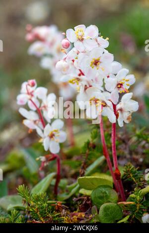 Arktischer wintergrün oder großblütiger wintergrün ist ein harter, immergrüner Unterstrauch aus der Familie der Ericaceae. Wächst nördlich von Arviat, Nunavut, Kanada. Stockfoto