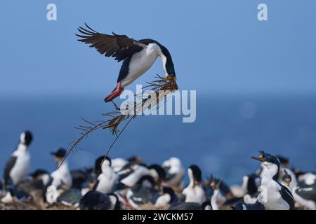 Imperial Shag (Phalacrocorax atriceps albiventer) Landung mit Vegetation, die als Brutmaterial auf der Sea Lion Island auf den Falklandinseln verwendet werden soll Stockfoto