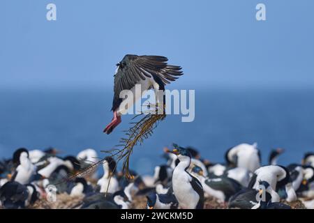 Imperial Shag (Phalacrocorax atriceps albiventer) Landung mit Vegetation, die als Brutmaterial auf der Sea Lion Island auf den Falklandinseln verwendet werden soll Stockfoto