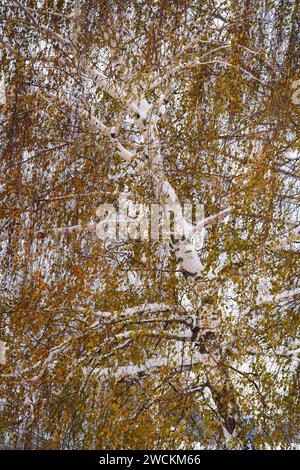 Birke mit gelben Blättern bedeckt mit Schnee, Nahaufnahme. Stockfoto