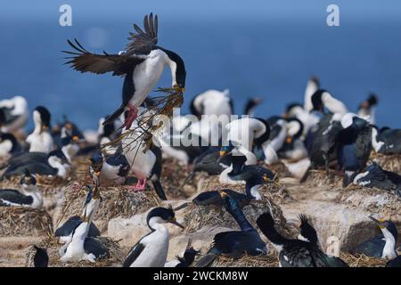 Imperial Shag (Phalacrocorax atriceps albiventer) Landung mit Vegetation, die als Brutmaterial auf der Sea Lion Island auf den Falklandinseln verwendet werden soll Stockfoto