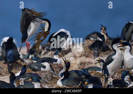 Imperial Shag (Phalacrocorax atriceps albiventer) Landung mit Vegetation, die als Brutmaterial auf der Sea Lion Island auf den Falklandinseln verwendet werden soll Stockfoto