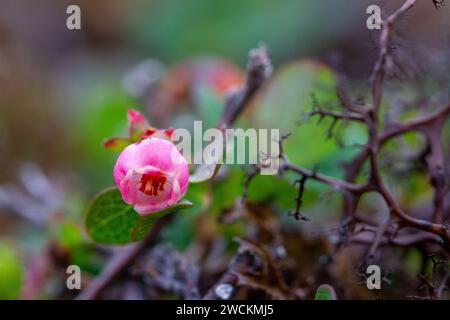 AlpenHeidelbeere oder Heidelbeerblume oder Vaccinium uliginosum wächst in der arktischen Tundra nördlich von Arviat, Nunavut, Kanada. Stockfoto