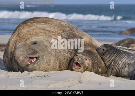 Zuchtgruppe der südlichen Elefantenrobbe (Mirounga leonina) auf der Seelöweninsel auf den Falklandinseln. Stockfoto