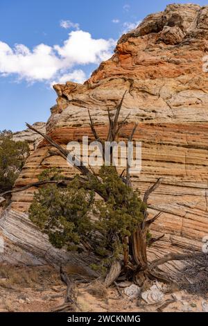 Ein alter wacholderbaum und erodierter Navajo-Sandstein in der Nähe von South Coyote Buttes, Vermilion Cliffs National Monument, Arizona. Stockfoto