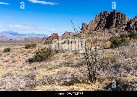 Ein dorniger Okotillo im Lost Dutchman State Park, Apache Junction, Arizona. Auf der linken Seite befindet sich das Four Peaks. Stockfoto