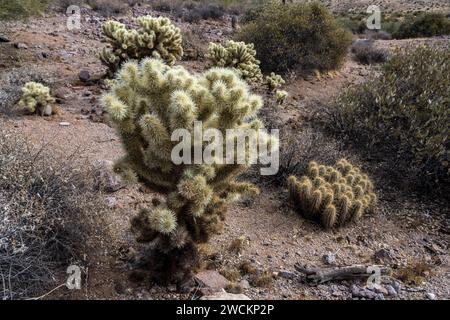 Teddy Bear Cholla und ein Igelkaktus im Lost Dutchman State Park, Apache Junction, Arizona. Stockfoto