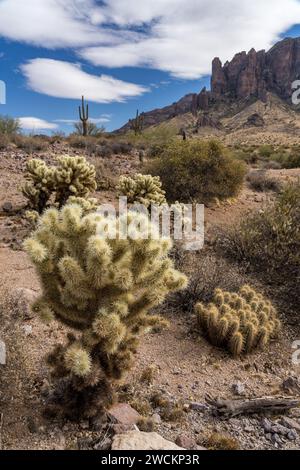 Teddy Bear Cholla und ein Igelkaktus im Lost Dutchman State Park, Apache Junction, Arizona. Stockfoto