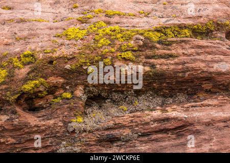 Krustose und Blattflechten auf einem Sandsteinblock in der Wüste bei Moab, Utah. Stockfoto