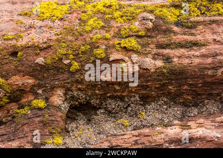 Krustose und Blattflechten auf einem Sandsteinblock in der Wüste bei Moab, Utah. Stockfoto