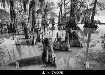 Zypressen-Knie und kahle Zypressen, die mit spanischem Moos bedeckt sind, im Lake Dauterive im Atchafalaya Basin oder Swamp in Louisiana. Stockfoto