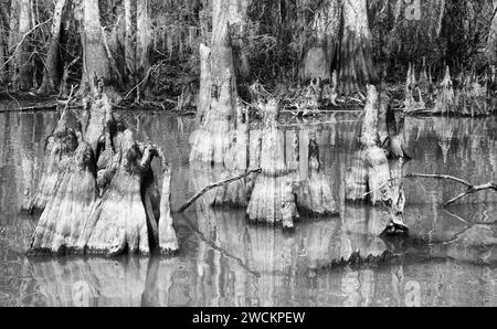 Zypressen-Knie von kahlen Zypressen im Lake Dauterive im Atchafalaya Basin oder Swamp in Louisiana. Stockfoto