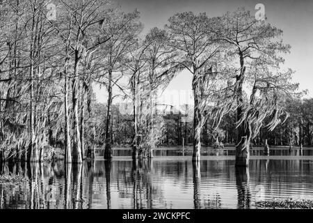 Sonnenaufgangslicht auf kahlen Zypressen, die mit spanischem Moos bedeckt sind, in einem See im Atchafalaya Basin in Louisiana. Stockfoto